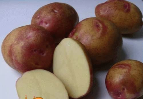 Сорти картоплі - опис фото