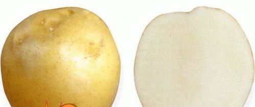 Сорти картоплі - опис