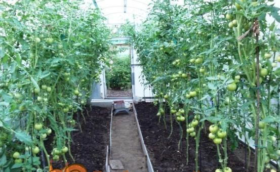 Вирощування помідор в теплиці з полікарбонату
