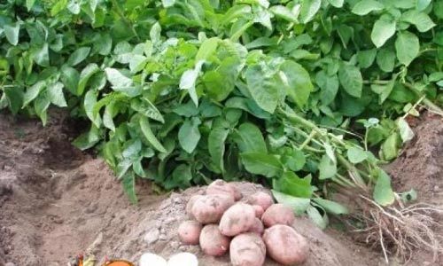 збирання врожаю картоплі