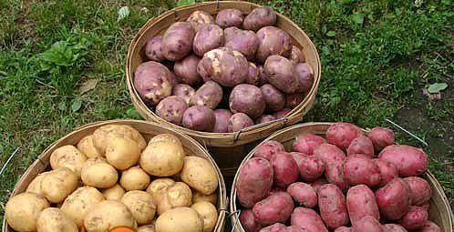 зберігання картоплі - різні сорти