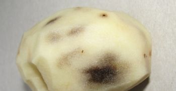 чому чорніє картопля при хрененія