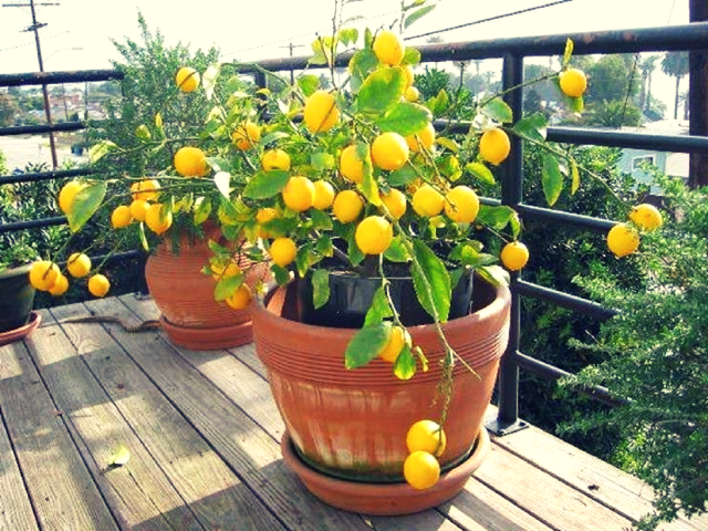 Оптимальні добрива для лимона