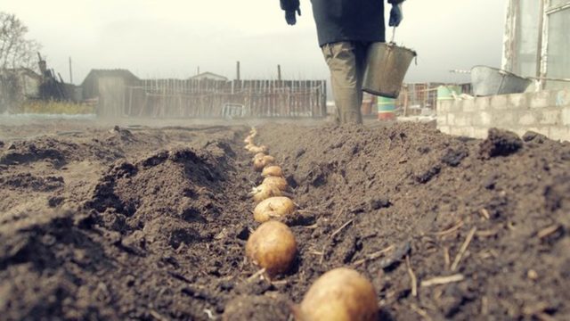 висадка картоплі