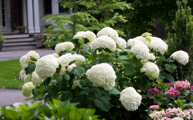 Квіти білої гротензіі