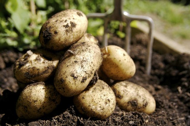 Правильно підібране добриво для картоплі - запорука гарного врожаю