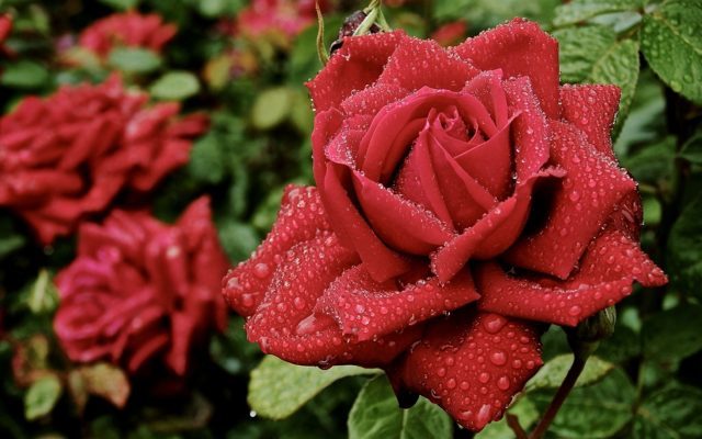 Червона троянда